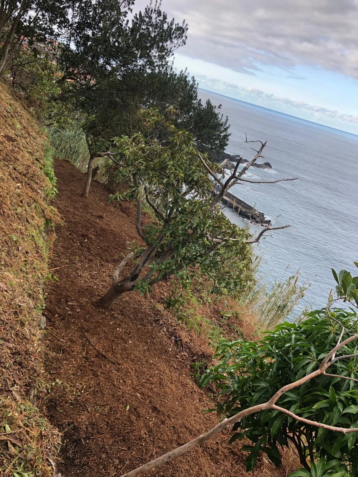 Trees and a terraced path above the Atlantic at Barefoot Cliff