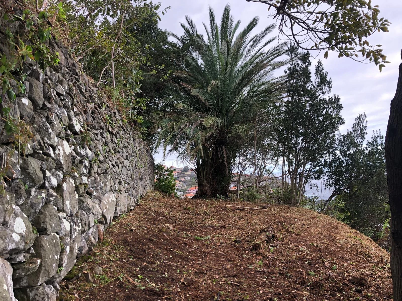 An old stone retaining wall beside the orchard terrace