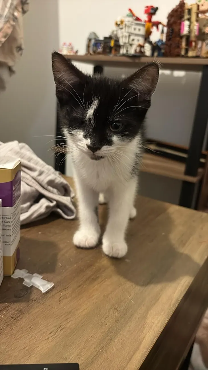 A rescued kitten receiving care indoors
