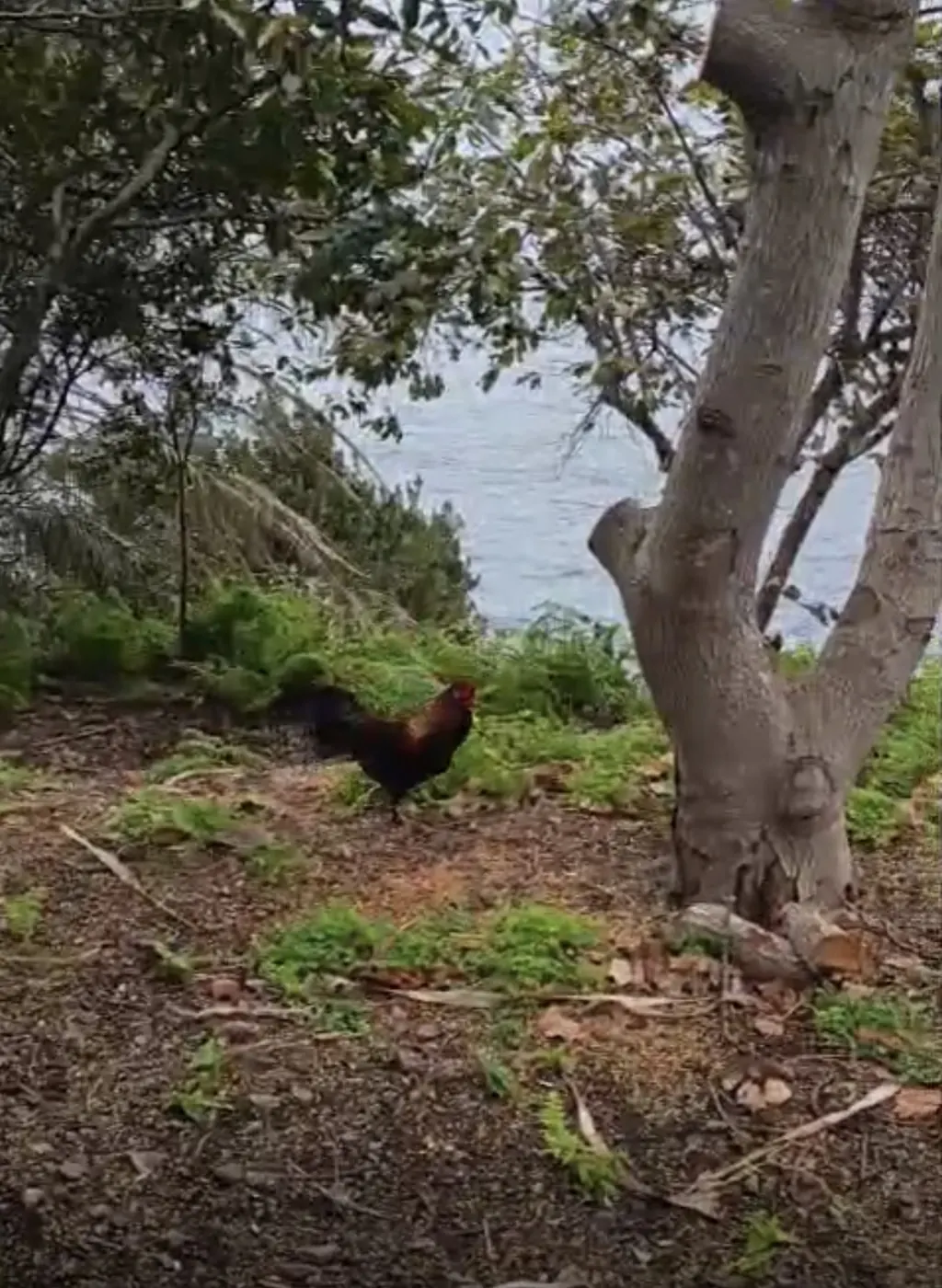 Ozzy Cockbourne roaming the Barefoot Cliff grounds